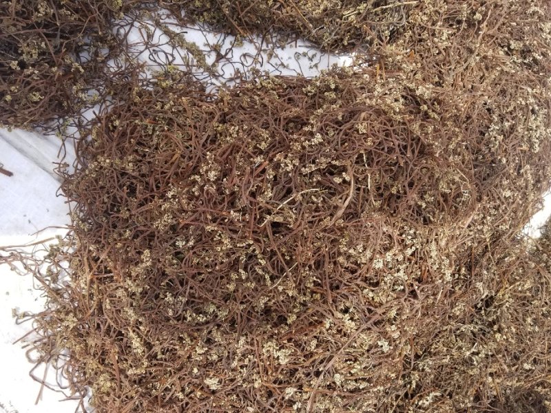 蕨菜干东北蕨菜野生蕨菜大兴安岭蕨菜干黑龙江产地特产