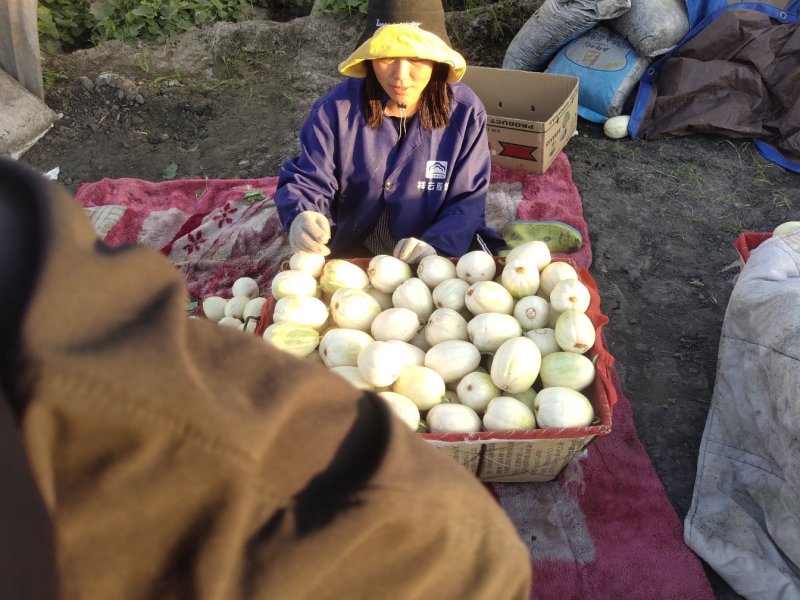 金妃甜瓜产地直销精品口味脆甜大量出售各大批发市场