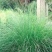 优质草坪种子弯叶画眉草种子护坡草坪耐寒耐旱性很强耐炎