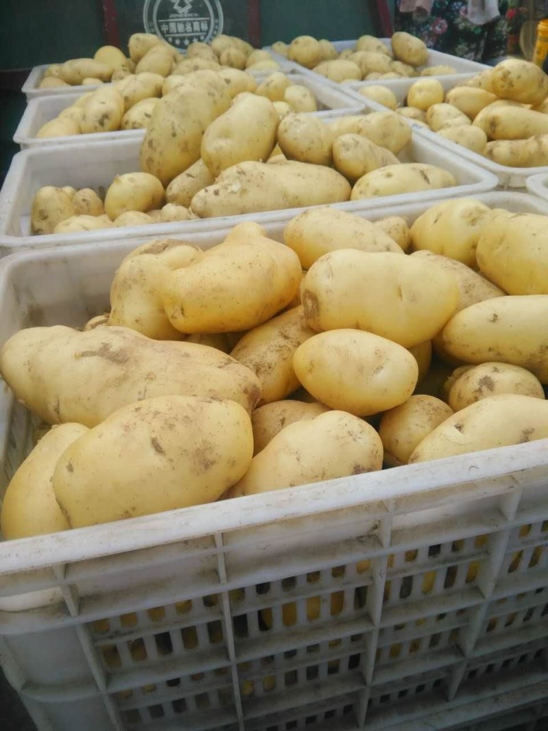 山东土豆，荷兰十五土豆产地直销，袋装，箱装，