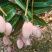 广西百色贵妃芒一级果3.5.10斤一件代发