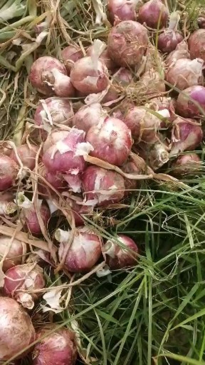 【紫皮洋葱】洋葱产地直供储存加工代购代销欢迎下单