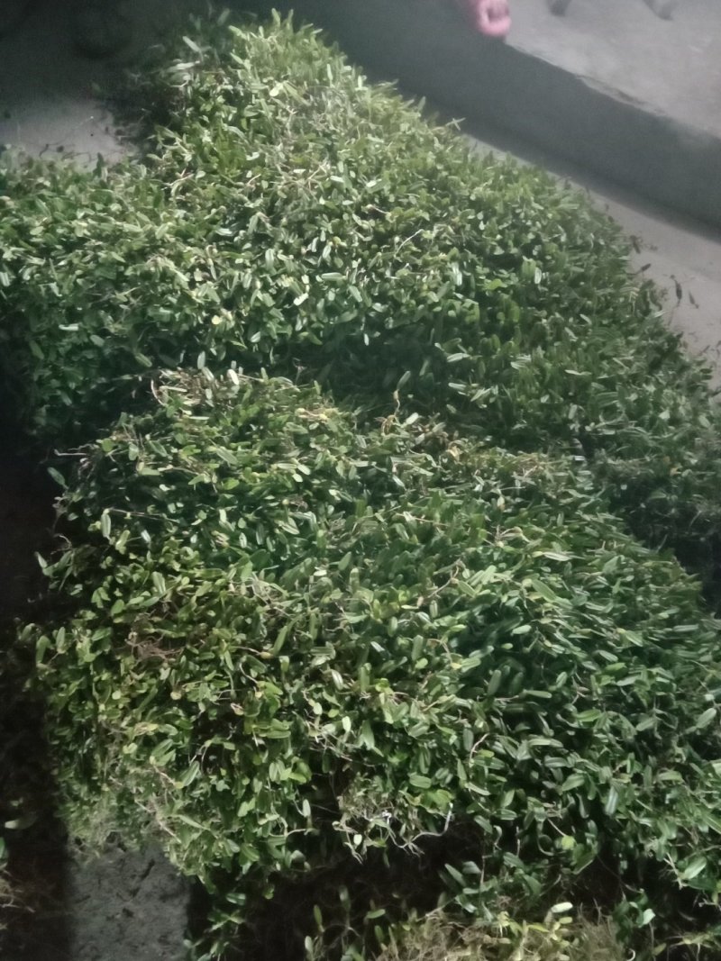 单叶石橄榄
