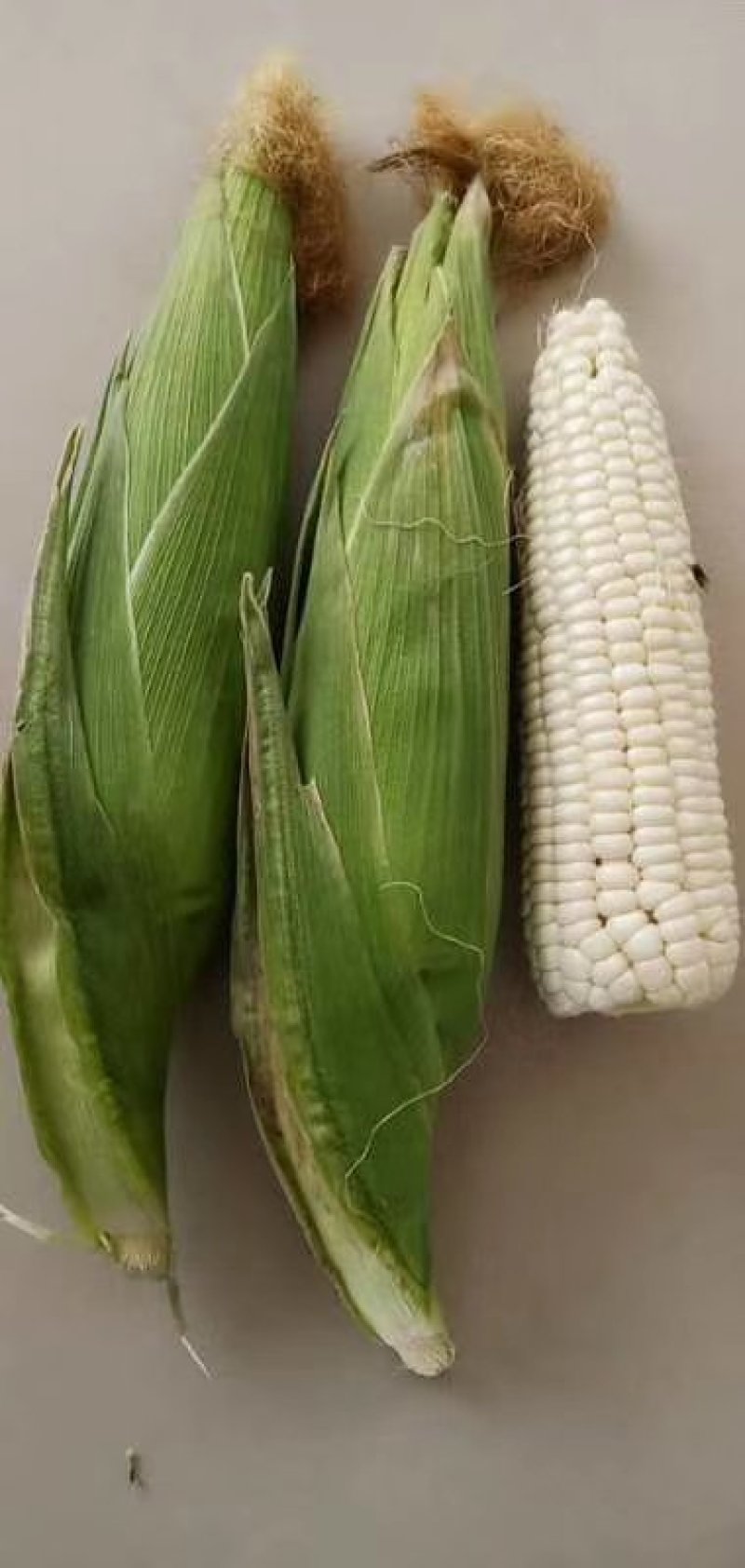 【火爆热销】新鲜水果玉米糯玉米黄玉米大量上市电商对接