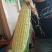 【火爆热销】新鲜水果玉米糯玉米黄玉米大量上市电商对接