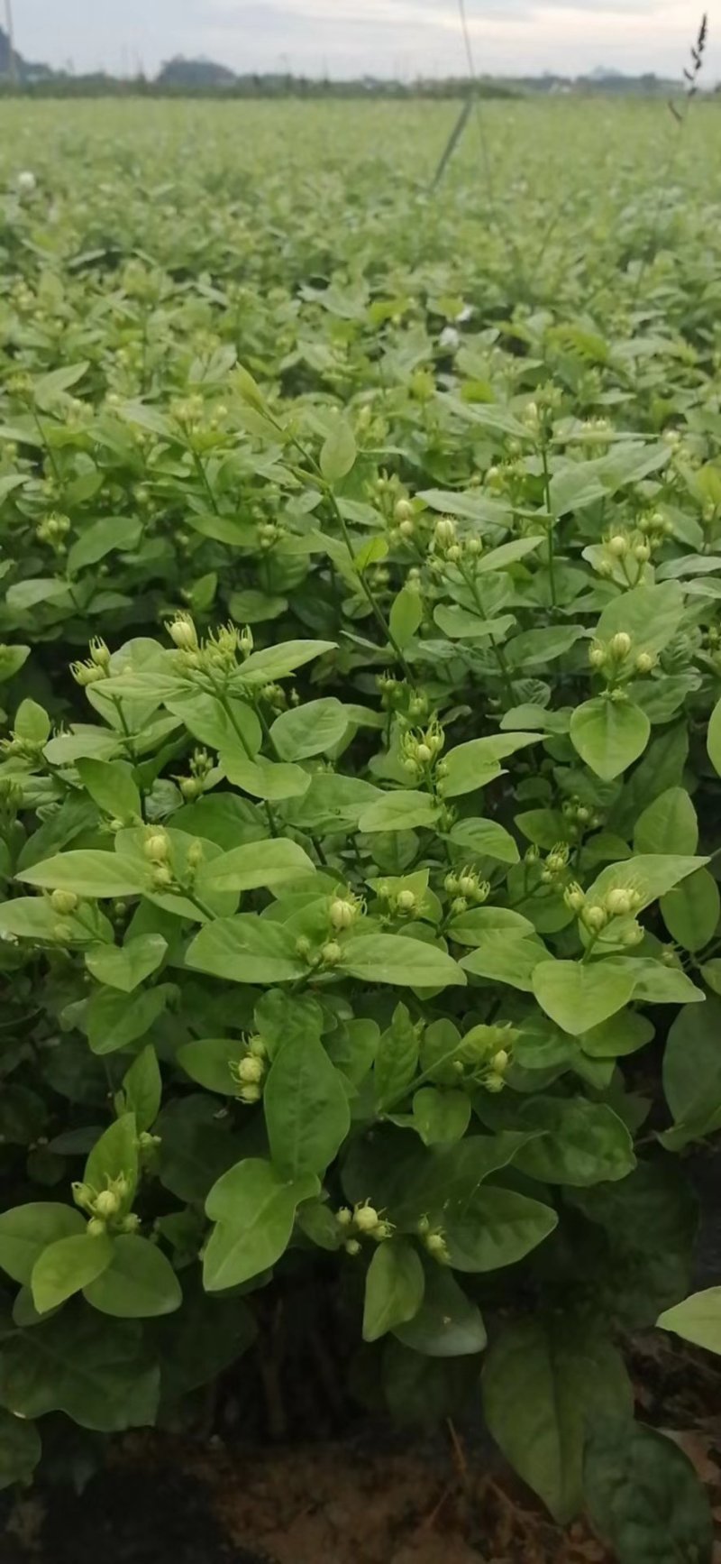 茉莉花苗、窝苗，杯苗、散苗，产地直发，大量供应