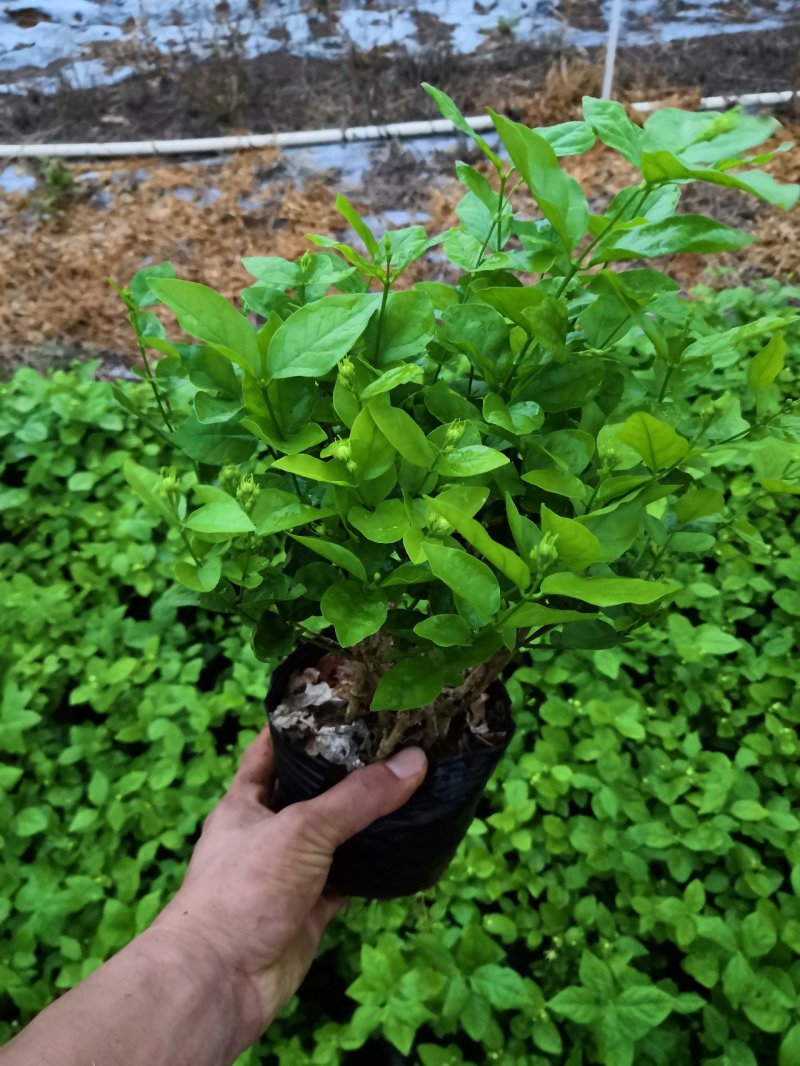 茉莉花苗、窝苗，杯苗、散苗，产地直发，大量供应