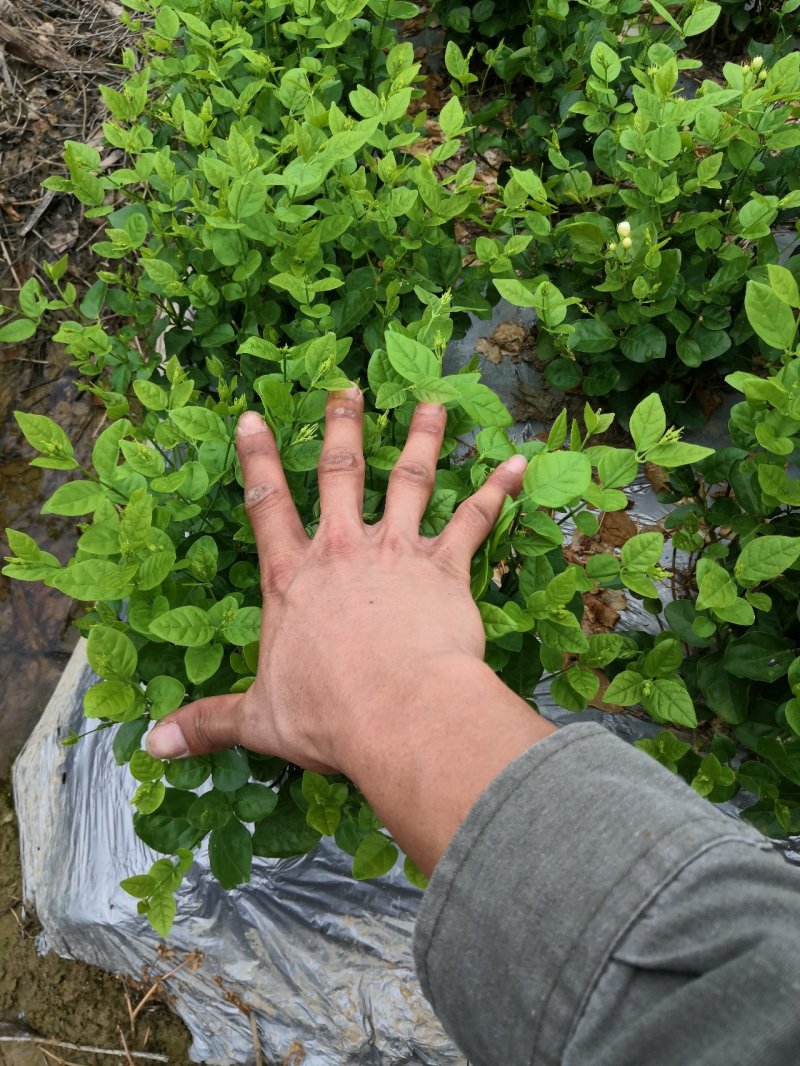 茉莉花苗、窝苗，杯苗、散苗，产地直发，大量供应