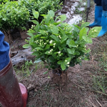 茉莉花苗、窝苗，杯苗、散苗，产地直发，大量供应