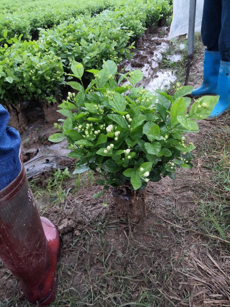 茉莉花苗、窝苗，杯苗、散苗，产地直发，大量供应
