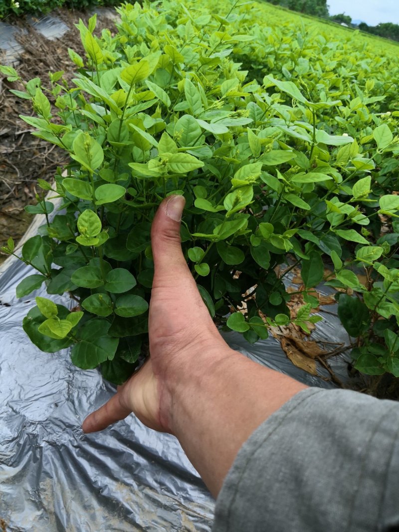 茉莉花苗、窝苗，杯苗、散苗，产地直发，大量供应
