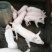 三元仔猪，猪场小猪，猪苗，防疫到位，送到家全国发货