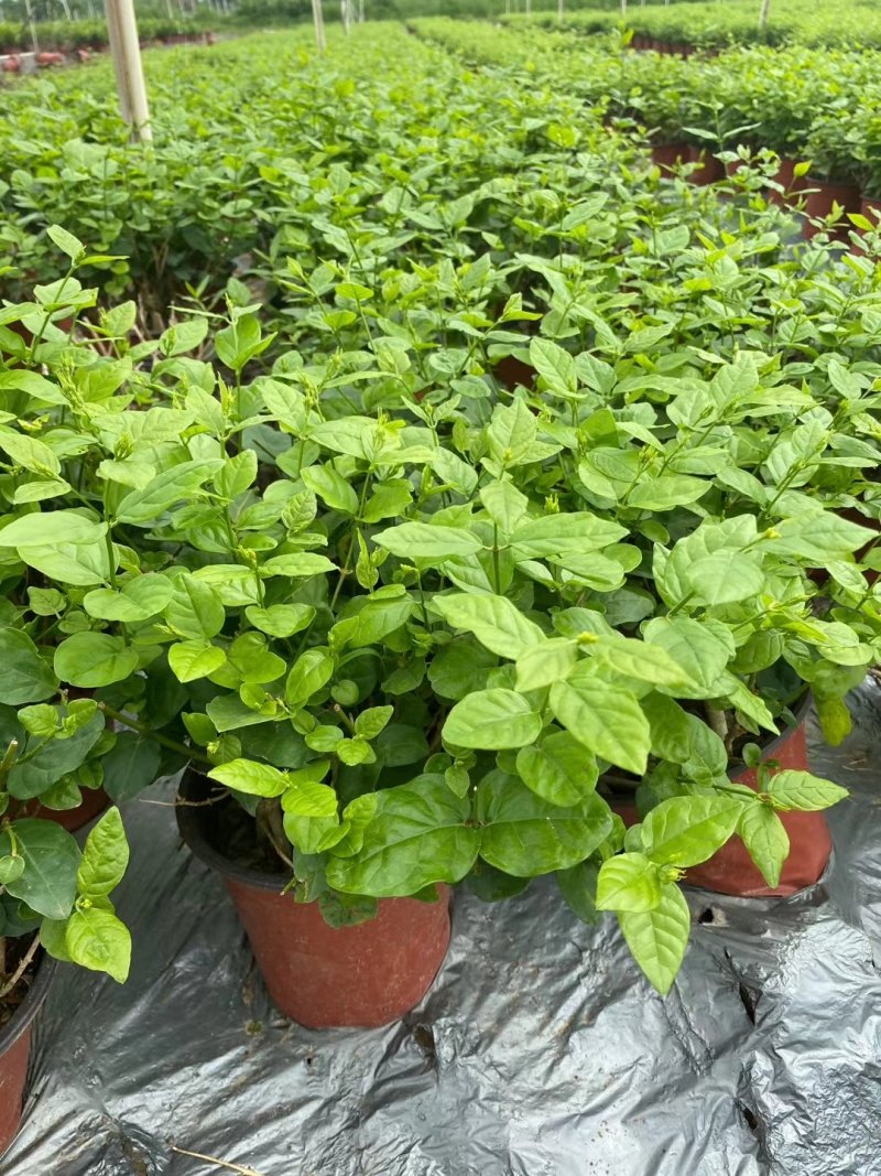 茉莉花苗、窝苗，杯苗、散苗，产地直发，大量供应