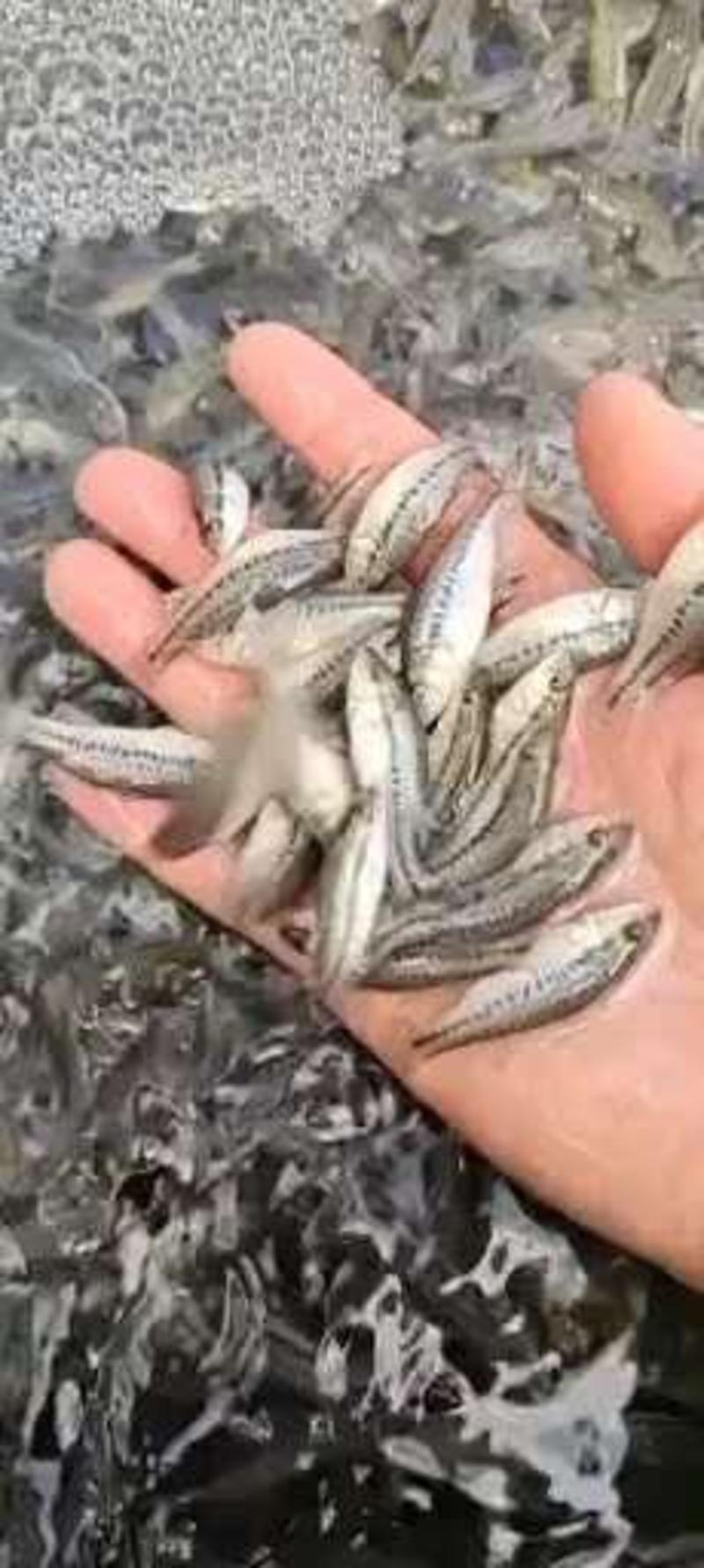 4-6公分的加州鲈鱼苗，全吃饲料（云贵川包送，全程提供技