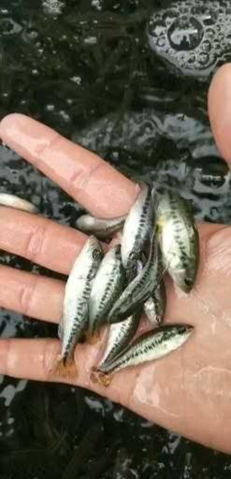 4-6公分的加州鲈鱼苗，全吃饲料（云贵川包送，全程提供技
