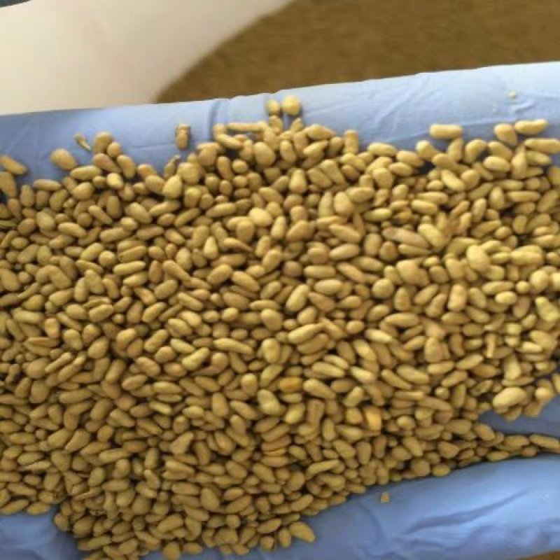 牧草种子冬牧70黑麦草苏丹多年生苜蓿种子阔叶养牛羊鸡鸭鱼