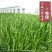 牧草种子冬牧70黑麦草苏丹多年生苜蓿种子阔叶养牛羊鸡鸭鱼