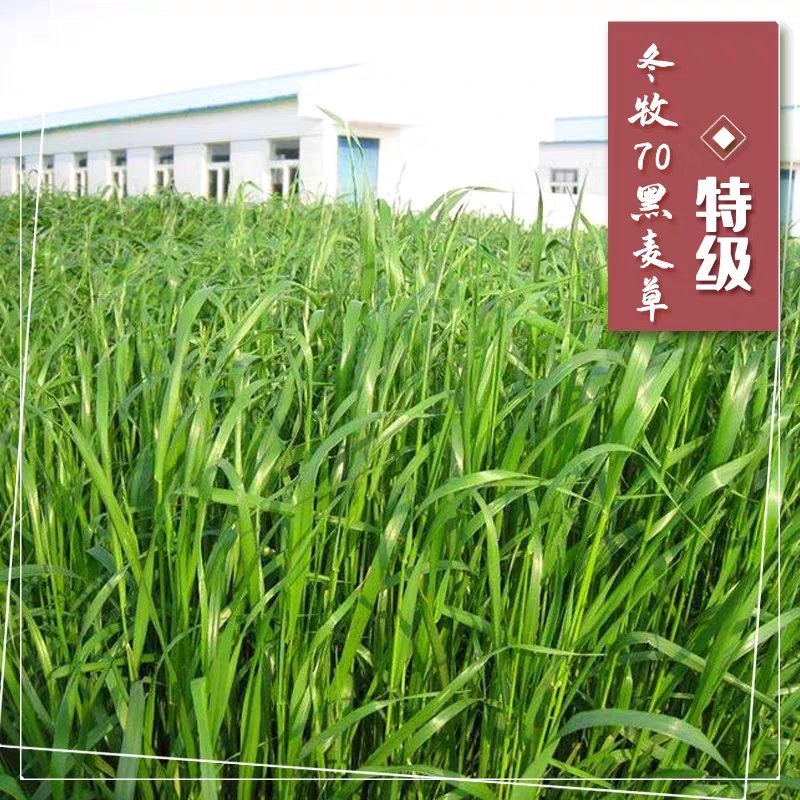 牧草种子冬牧70黑麦草苏丹多年生苜蓿种子阔叶养牛羊鸡鸭鱼