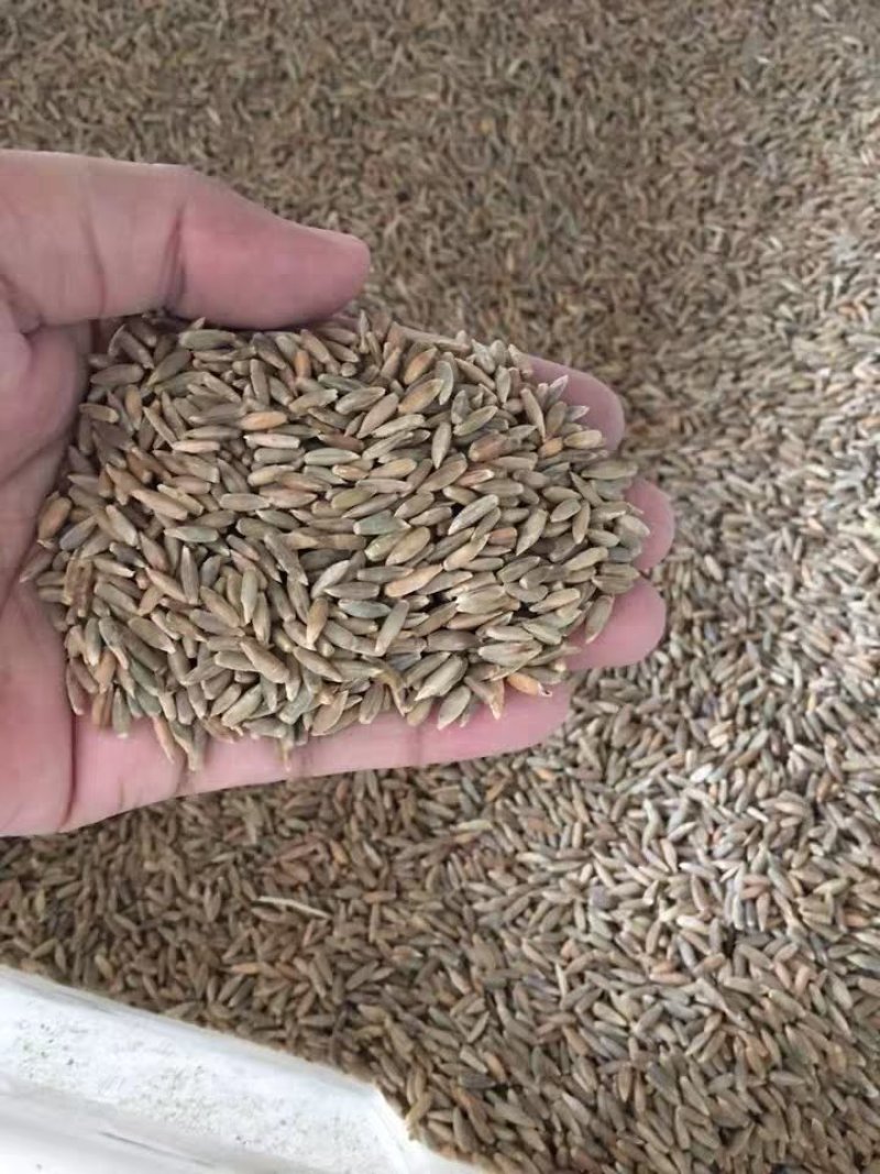 牧草种子冬牧70黑麦草苏丹多年生苜蓿种子阔叶养牛羊鸡鸭鱼