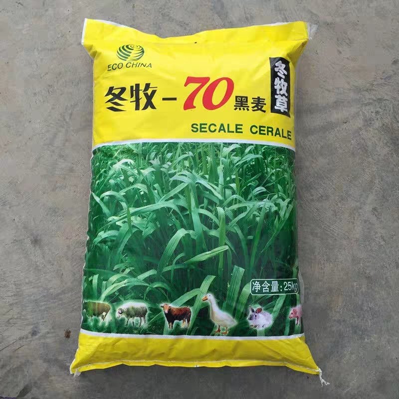 牧草种子冬牧70黑麦草苏丹多年生苜蓿种子阔叶养牛羊鸡鸭鱼