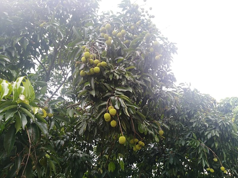 桂味，糯米糍荔枝