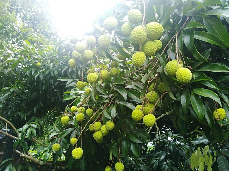 桂味，糯米糍荔枝