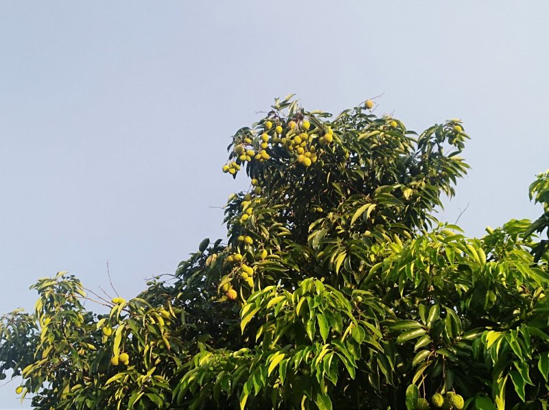 桂味，糯米糍荔枝