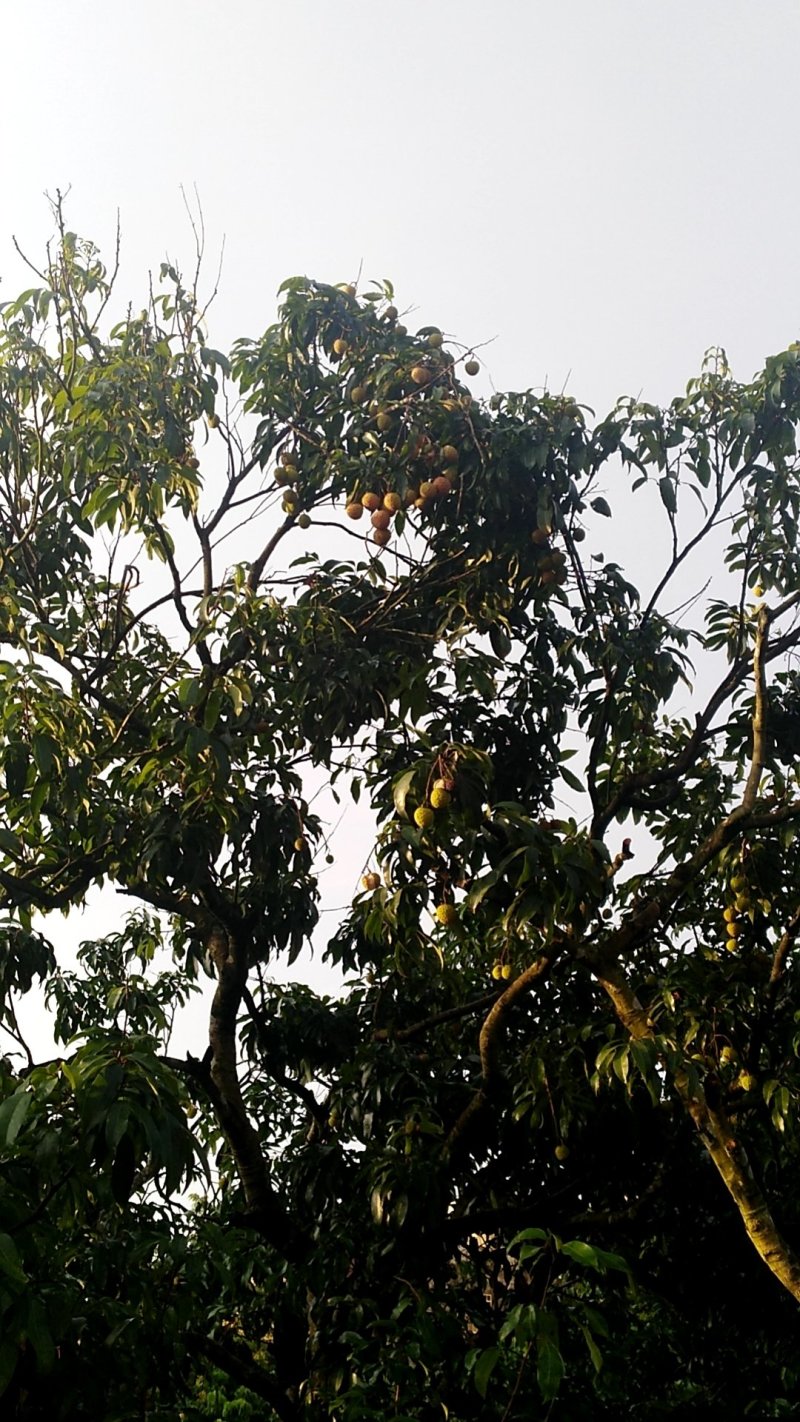 桂味，糯米糍荔枝