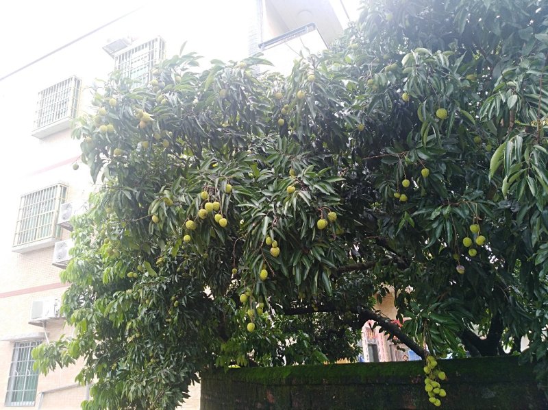 桂味，糯米糍荔枝