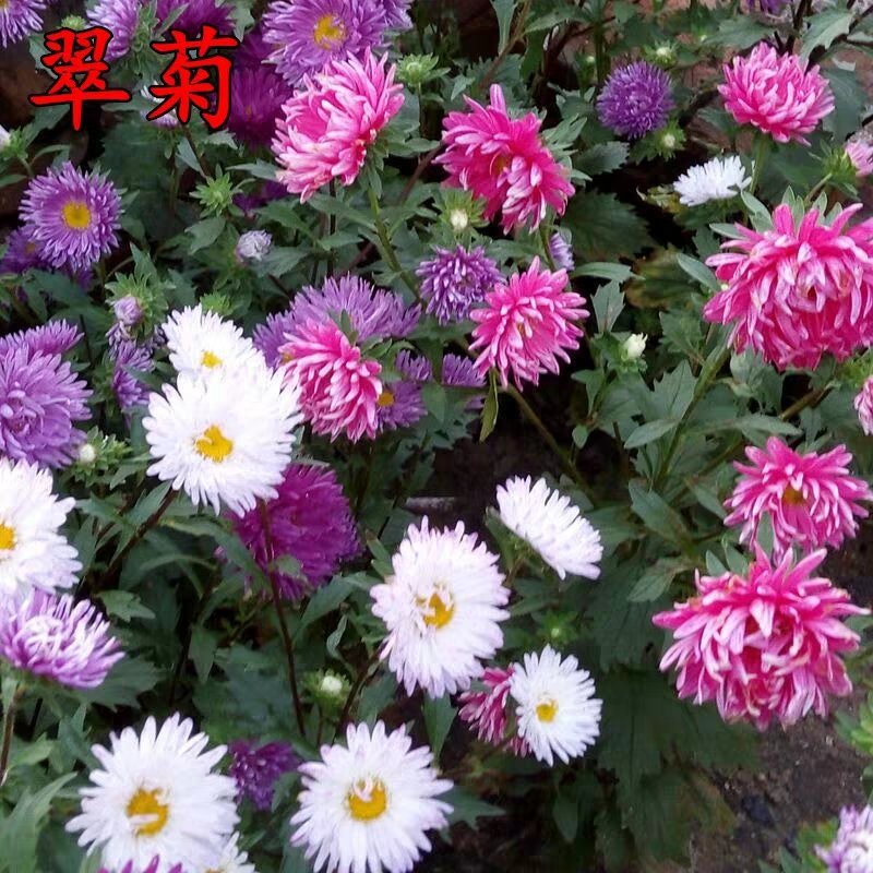 翠菊花卉种子江西腊七月菊花籽春秋播种易活花海盆栽单色混色