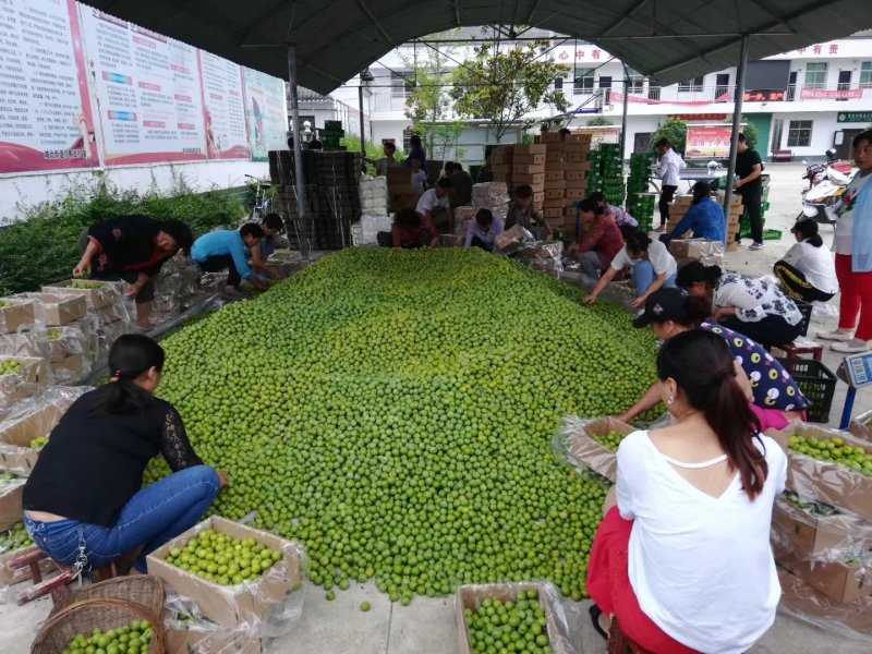 早熟青脆李子，脱骨李子，电商货