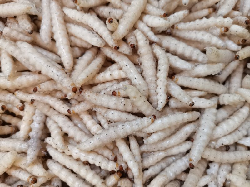 竹虫笋虫～百虫食家，