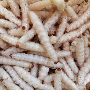 竹虫笋虫～百虫食家，