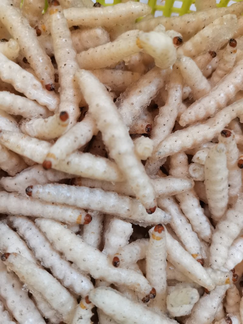 竹虫笋虫～百虫食家，