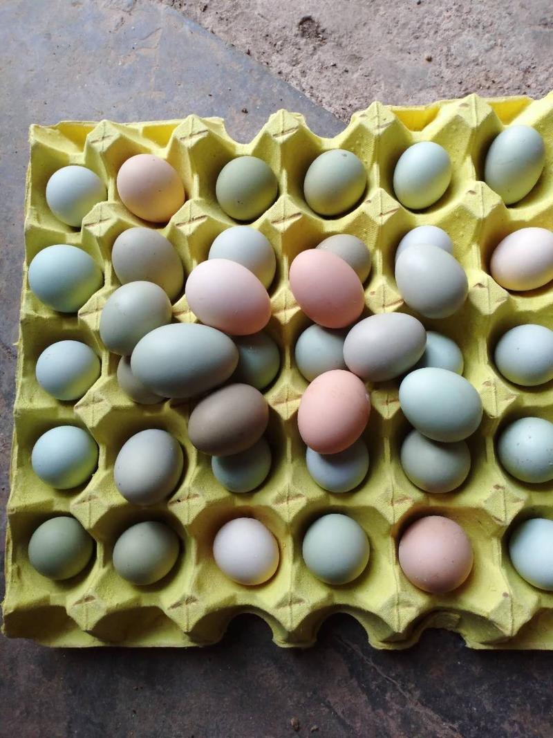 【推荐】绿壳鸡蛋，基地直发，新鲜有保障，欢迎联系
