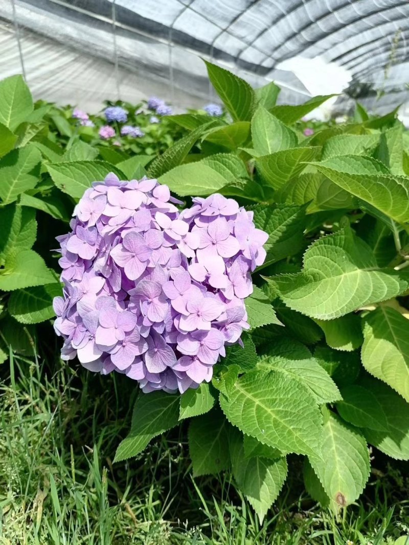 绣球花大杯苗，成都货源，绣球花批发基地可视频看货