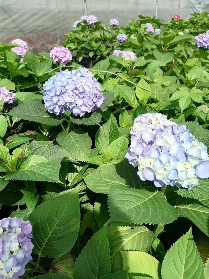 绣球花大杯苗，成都货源，绣球花批发基地可视频看货