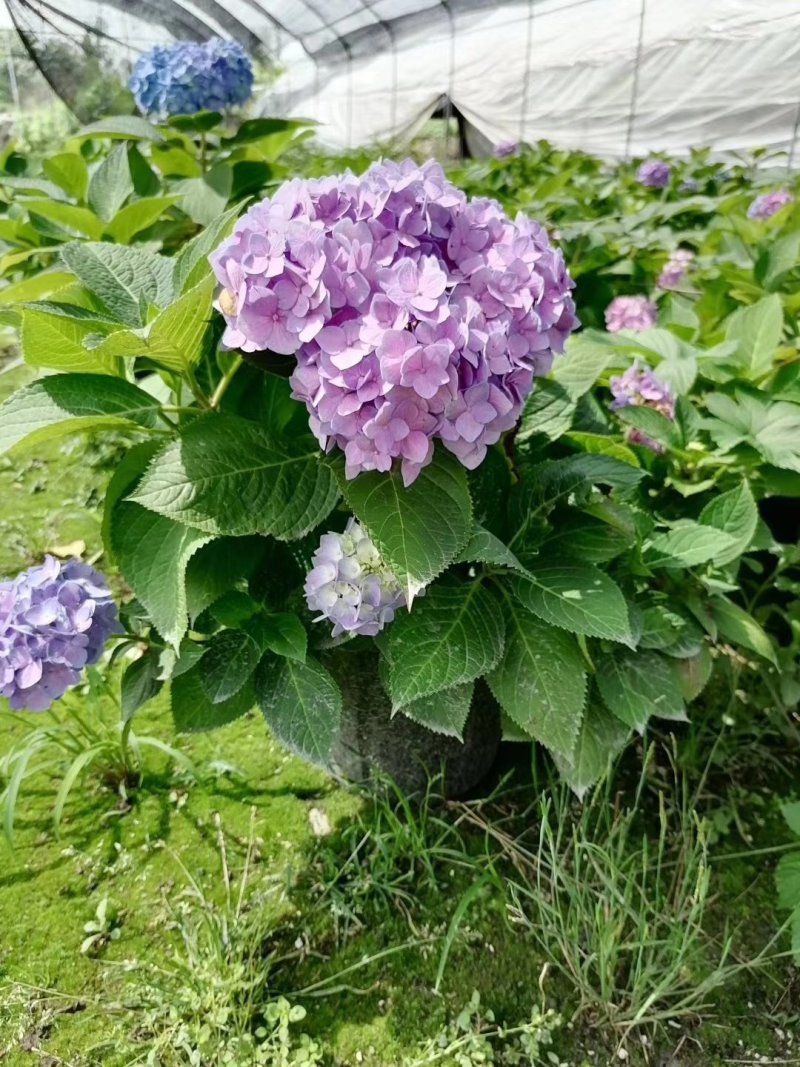 绣球花大杯苗，成都货源，绣球花批发基地可视频看货