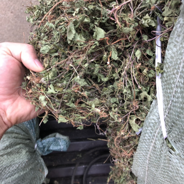 中药材雷公根枳雪草蹦大碗新货青绿色好货