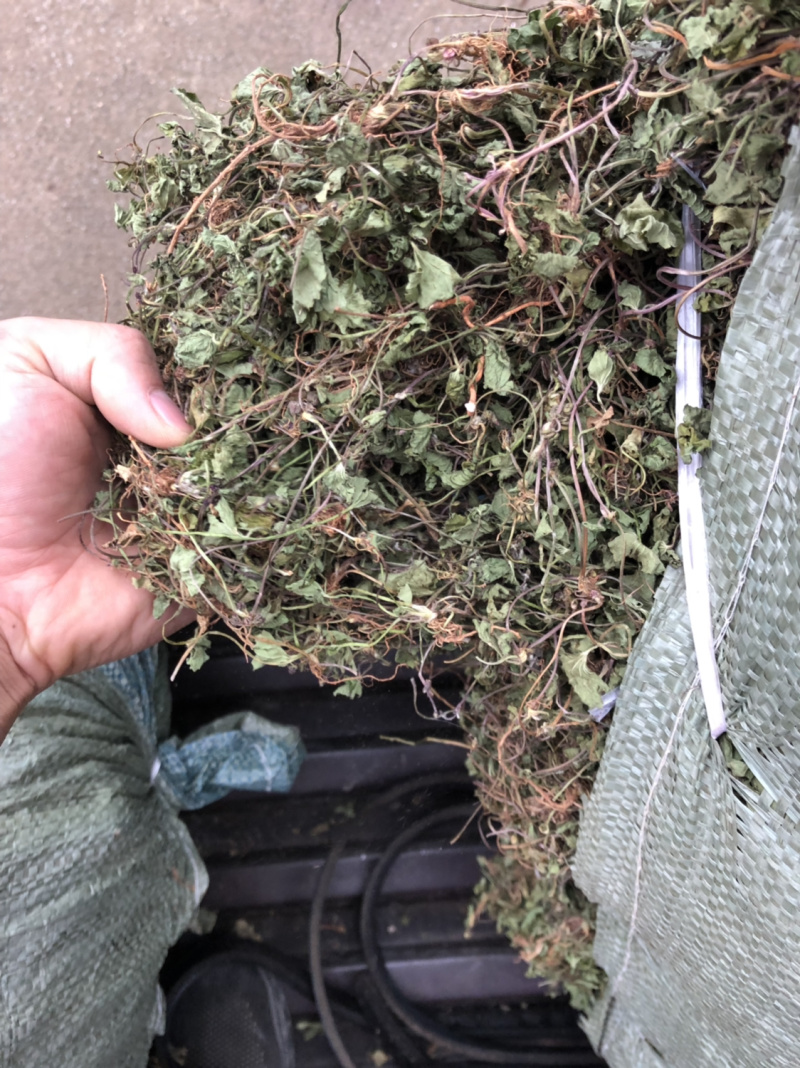 中药材雷公根枳雪草蹦大碗新货青绿色好货