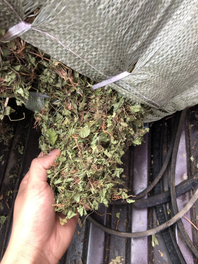 中药材雷公根枳雪草蹦大碗新货青绿色好货