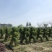 女贞造型基地，女贞造型价格