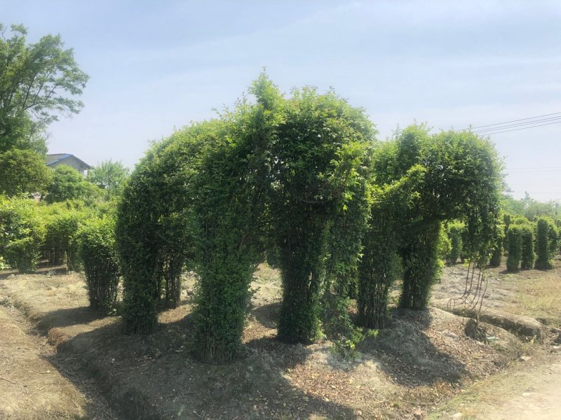 女贞造型基地，女贞造型价格