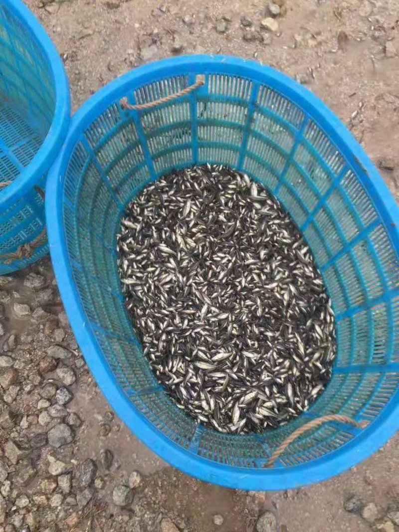 银鳕鱼自家鱼场品质保证诚信经营欢迎联系接商超市场