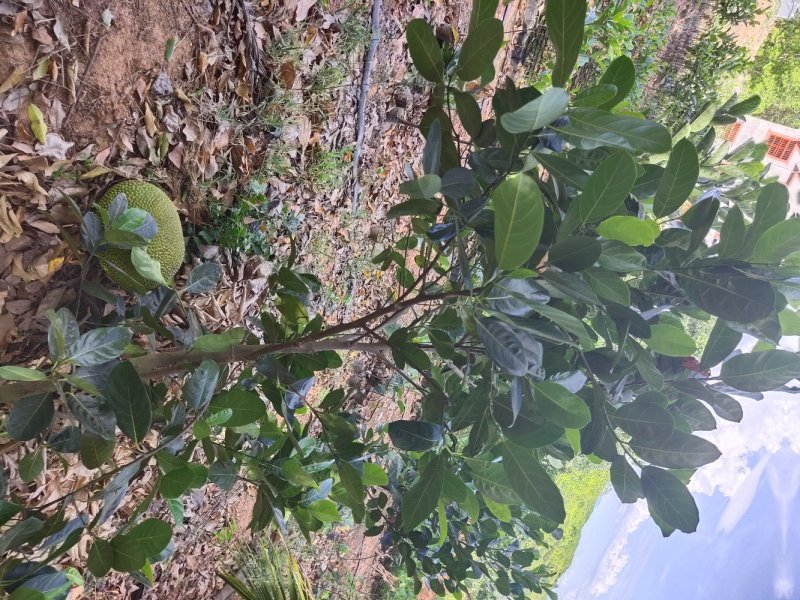 泰国八号早生四季菠萝蜜苗一手货源价格漂亮