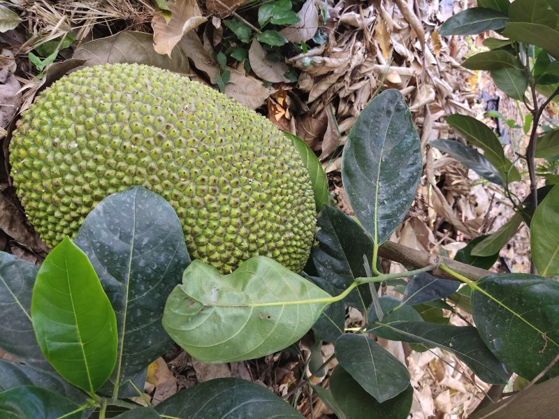 泰国八号早生四季菠萝蜜苗一手货源价格漂亮