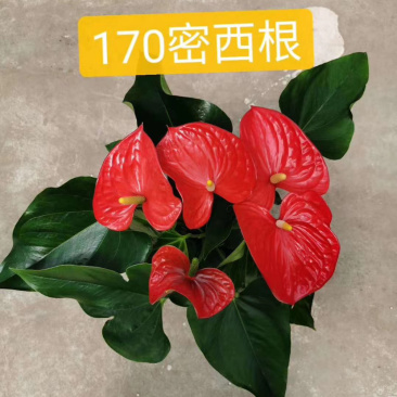 红掌大量出货
