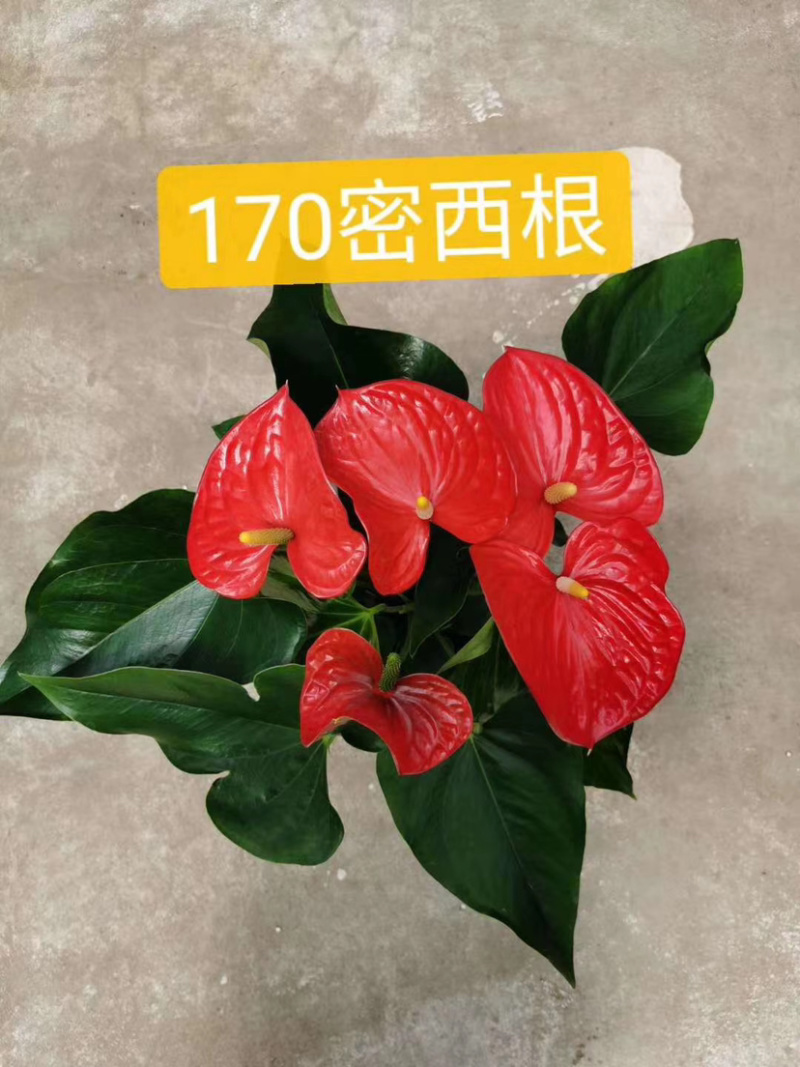 红掌大量出货