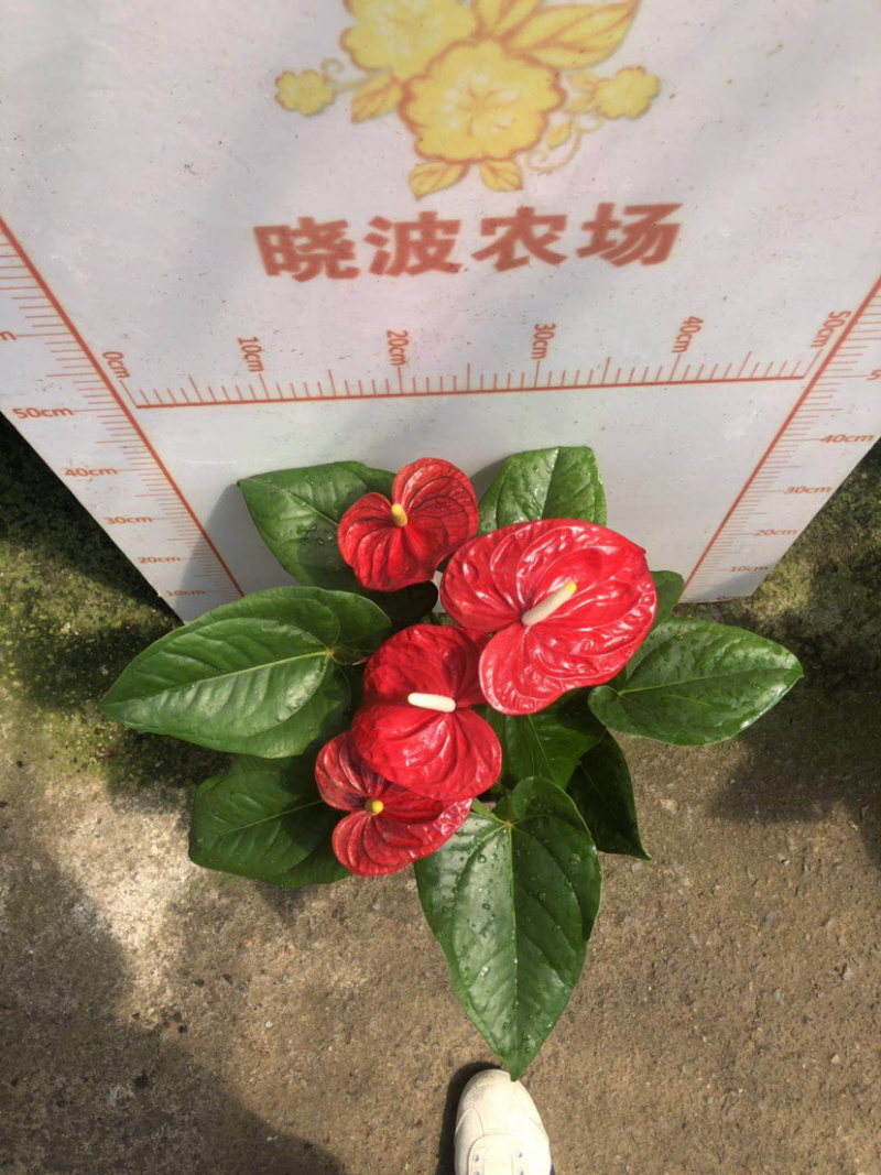 红掌大量出货