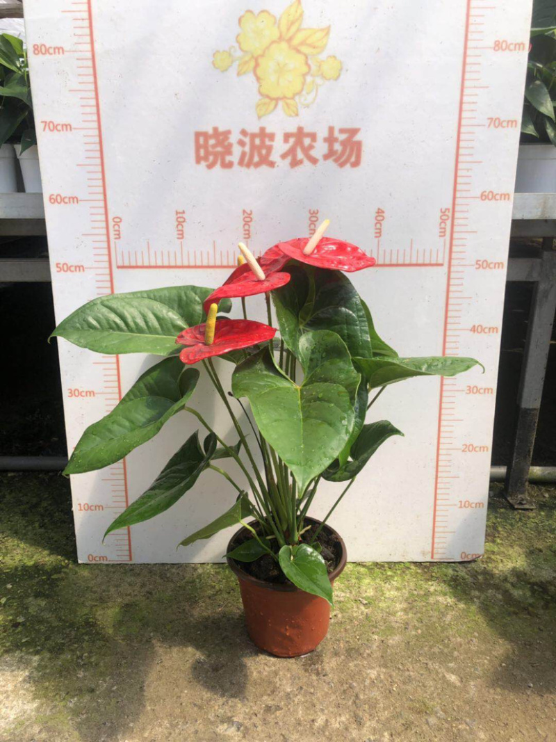 红掌大量出货